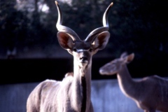 gacela