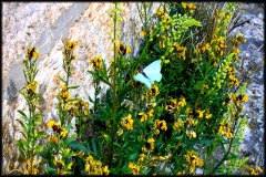 mariposa-azul