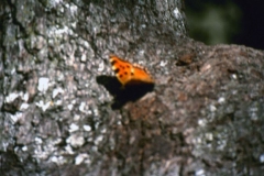 mariposa