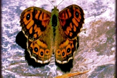 mariposa_0
