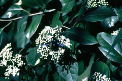 moscardon2