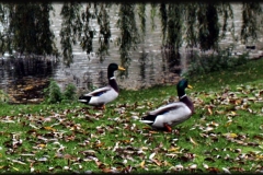 pareja-patos