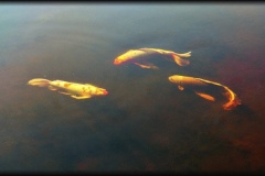 peces-dorados-hdr