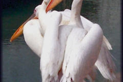pelicanos