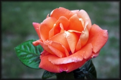 rosa-de-palencia-2