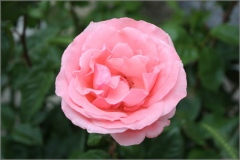 rosa-de-palencia