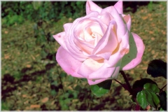 rosa