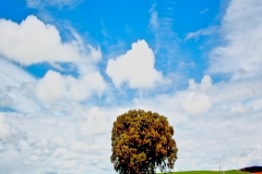 mg_1721-19