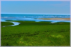playa-de-algas